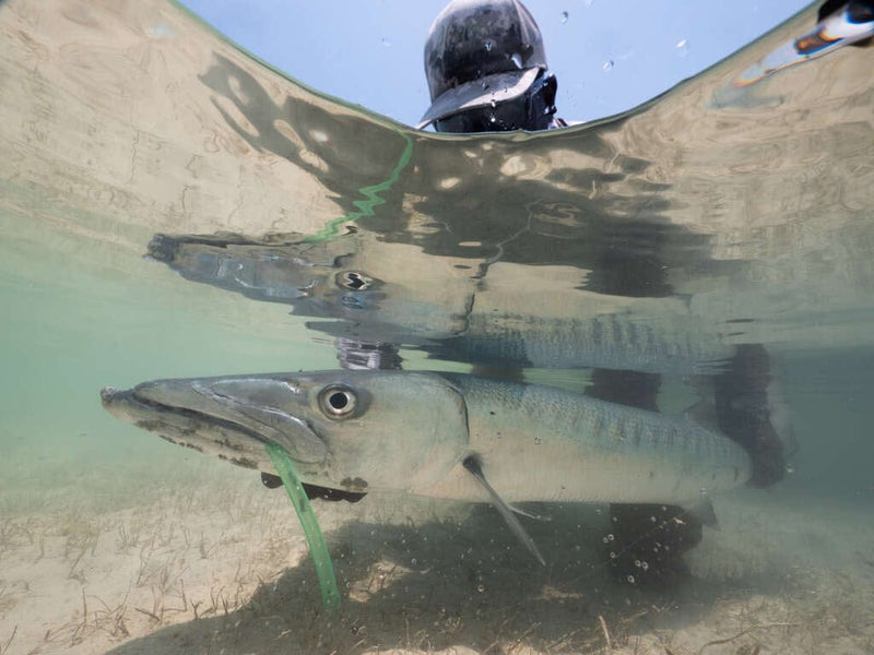 Barracuda