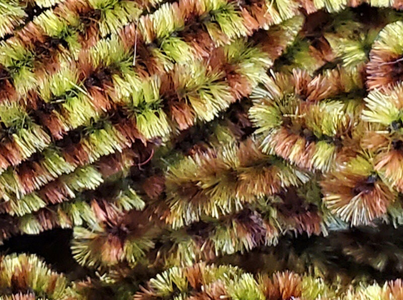 Fly Fish Food Stonefly Chenille