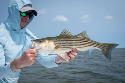 Striped Bass
