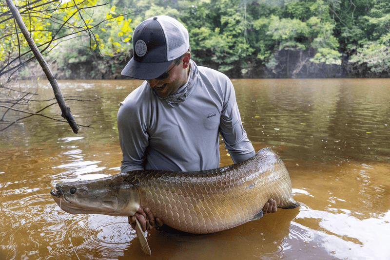 Arapaima