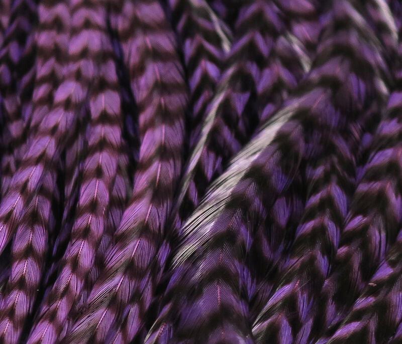 Purple and black grizzly saddle hackle feathers with glossy, barred pattern and long slender fibers for fly tying