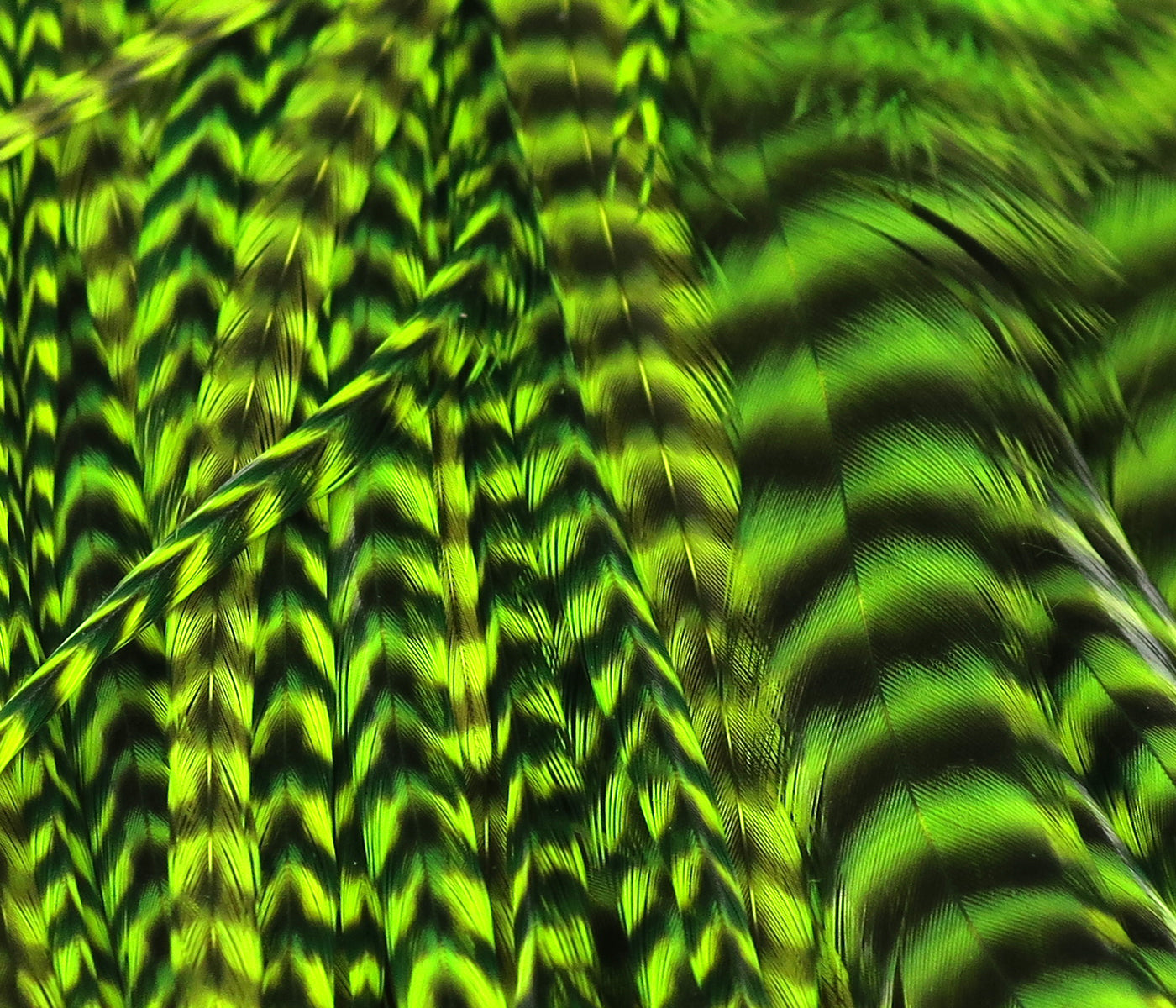 Hareline grizzly half saddle, chartreuse-green and black barred feathers with iridescent stripes for fly tying