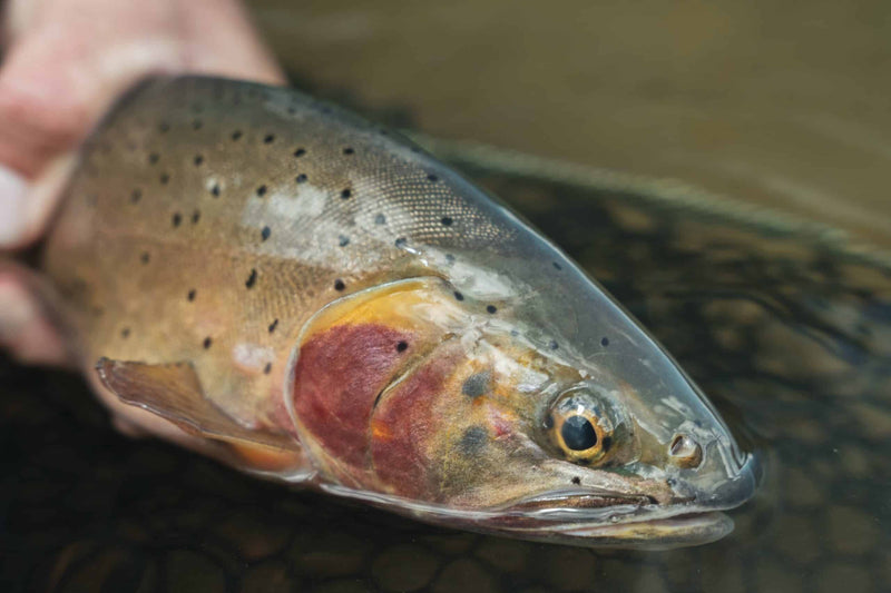 Cutthroat Trout