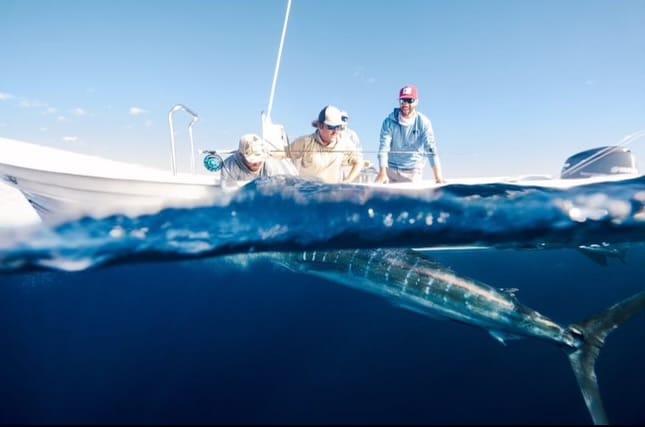 Striped Marlin