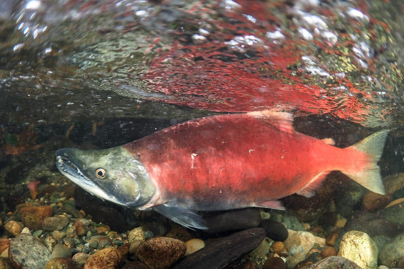Kokanee Salmon