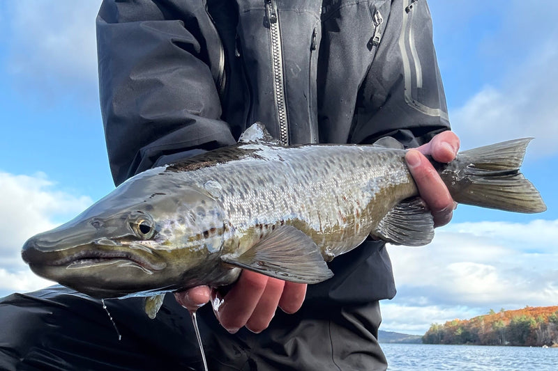Landlocked Salmon