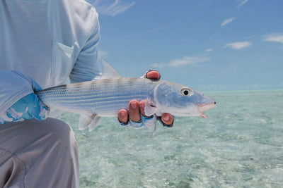Bonefish