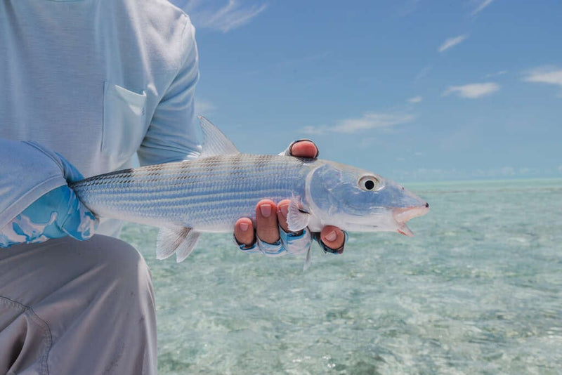 Bonefish