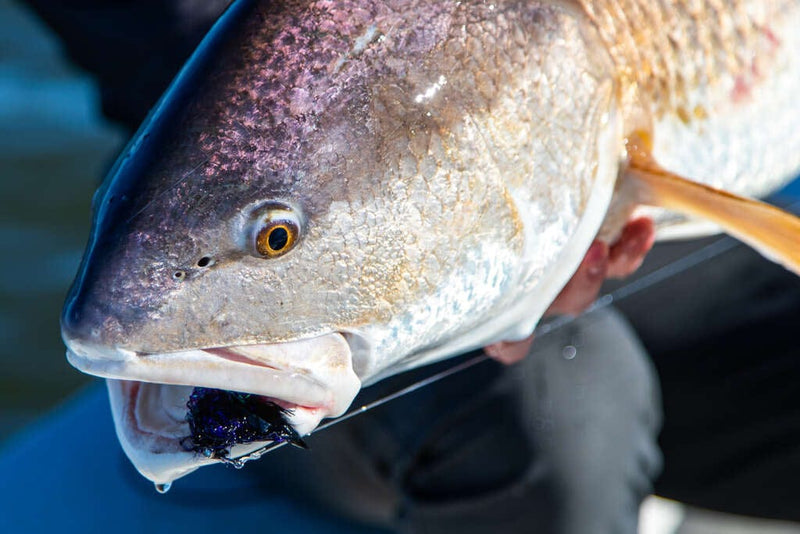 Redfish