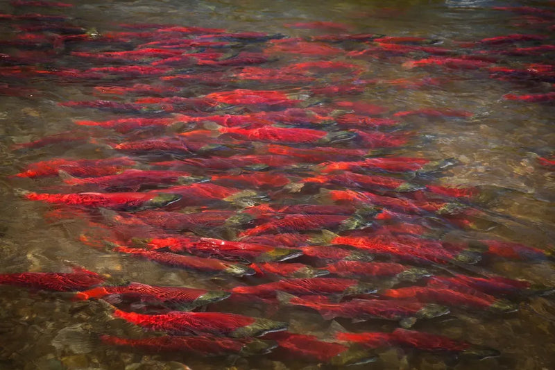 Sockeye Salmon