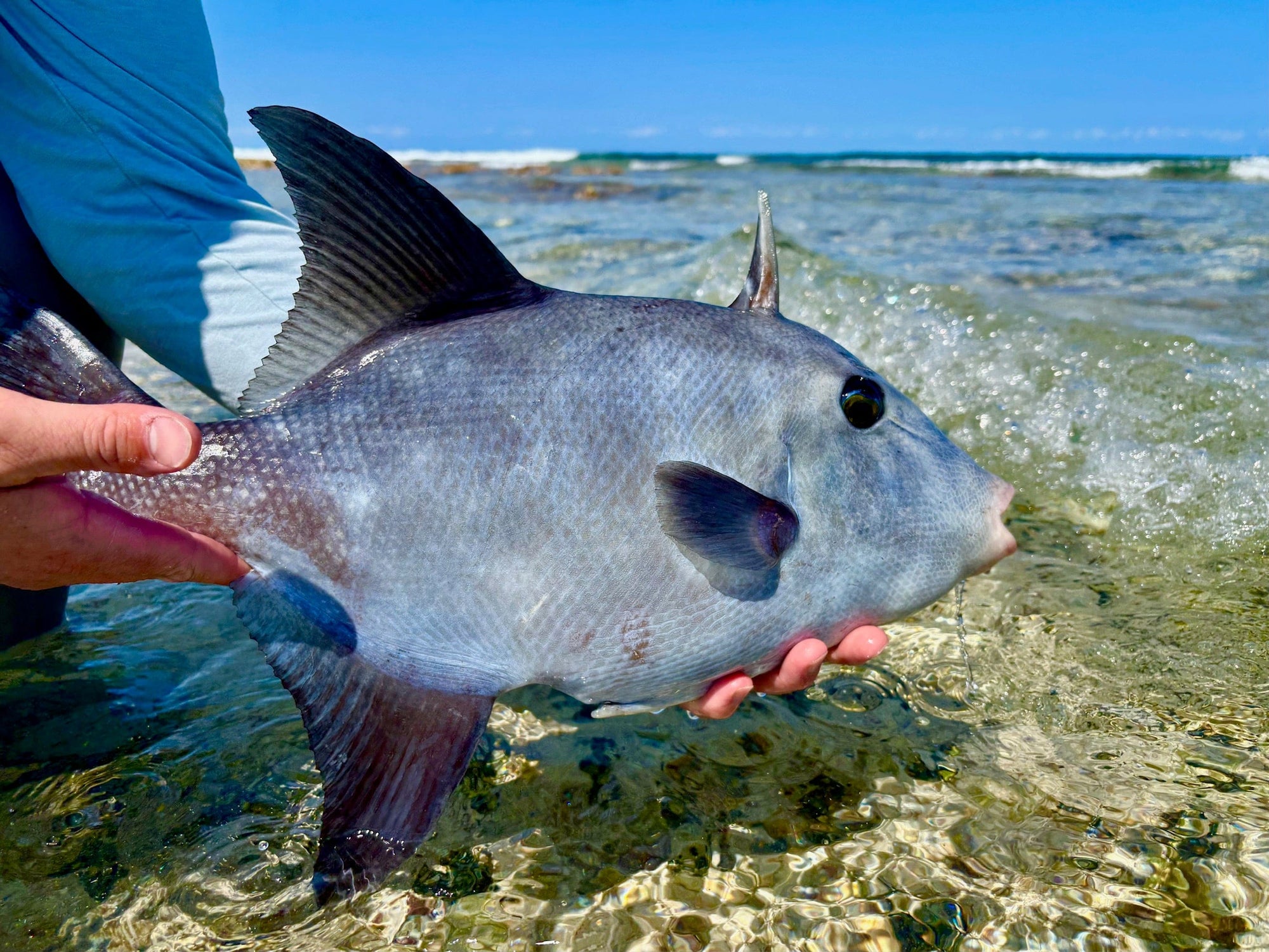 Triggerfish