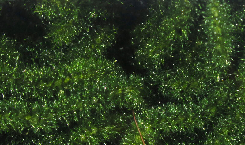 Hareline Trilobal Antron Chenille