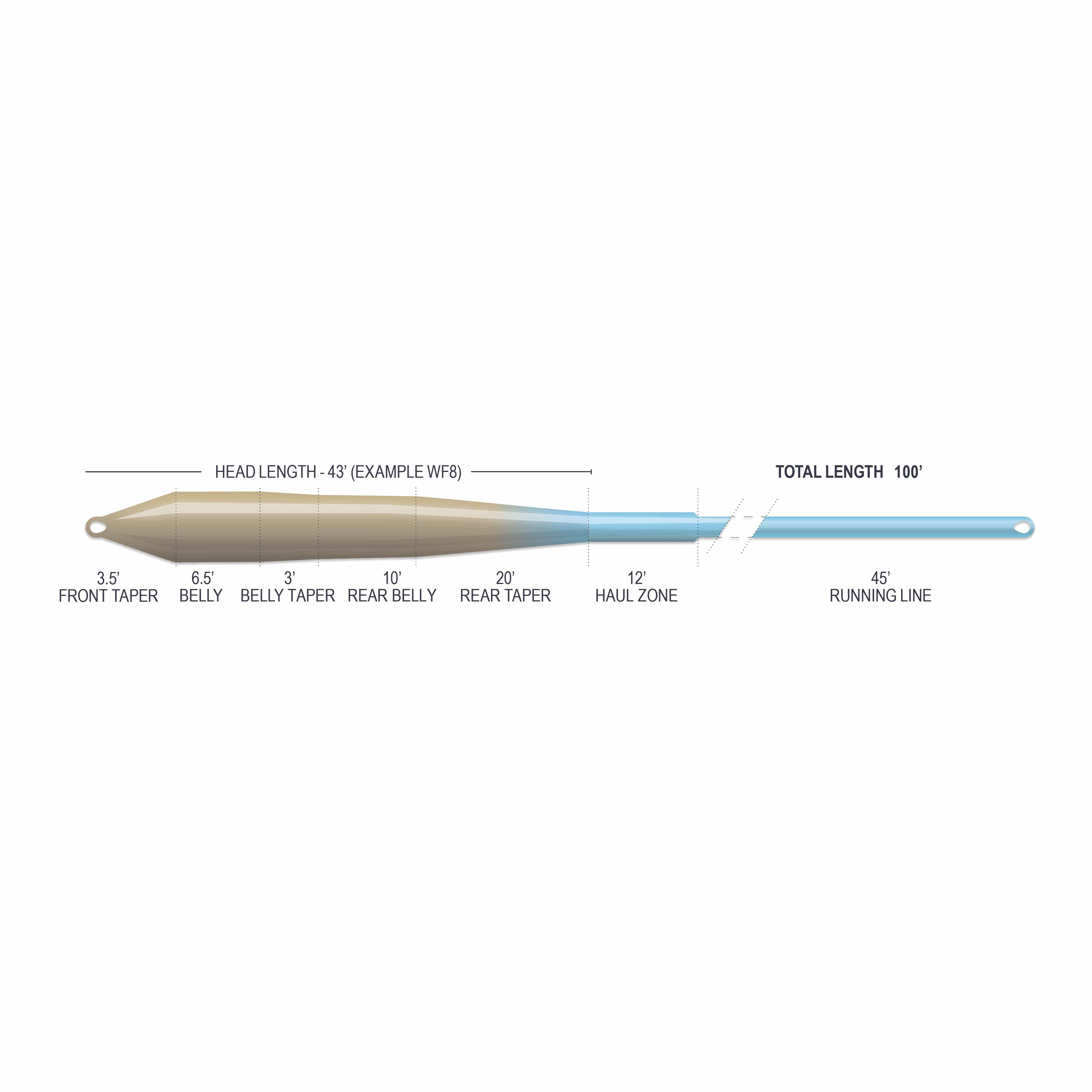 Beige-to-blue tapered saltwater fly line diagram showing front belly, rear taper, 12' haul zone and blue running line