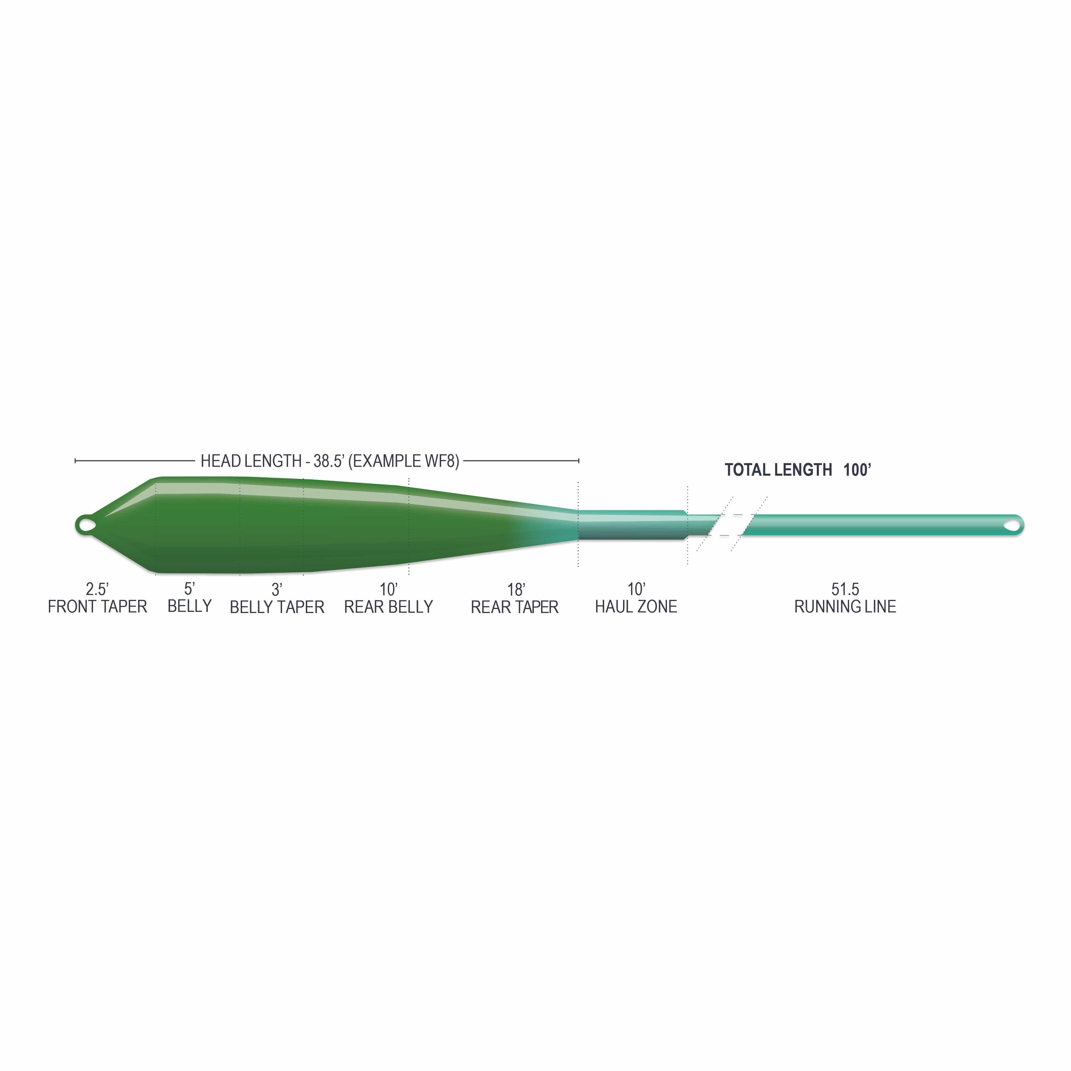 Green-to-teal tapered saltwater fly line diagram showing glossy green belly/head, narrow teal running line and labeled tapers