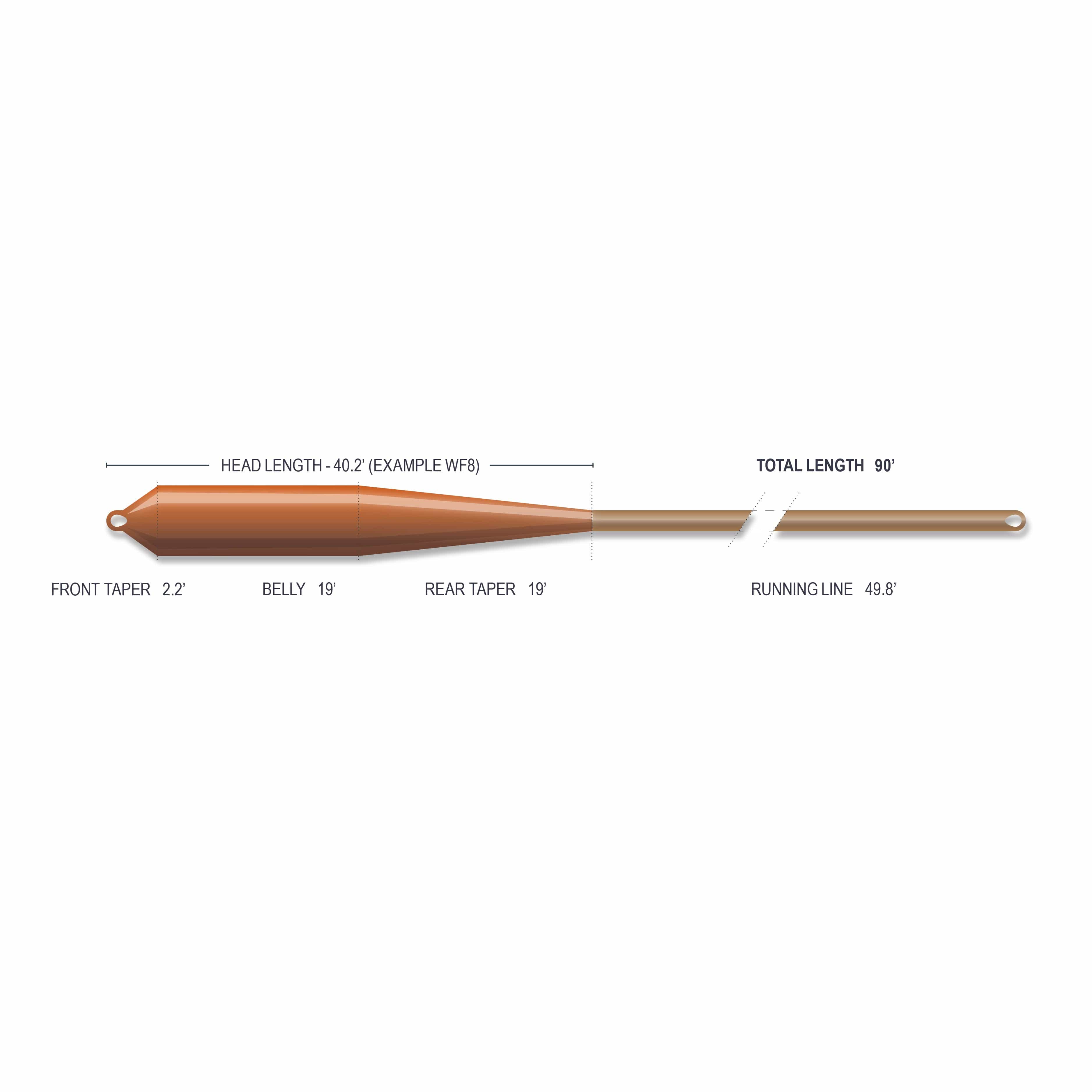 Orange-brown tapered saltwater fly line diagram with looped ends showing belly, front/rear tapers and running line