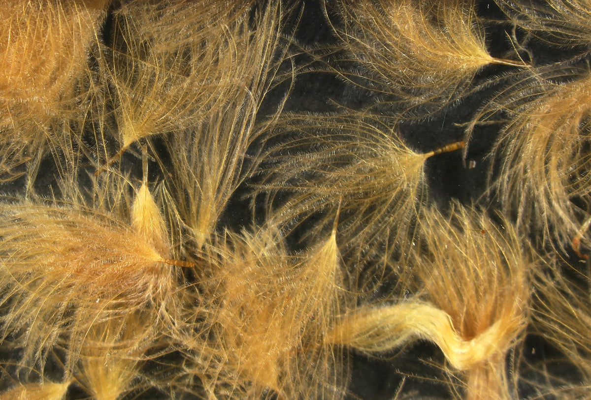 Golden tan CDC oiler puffs, soft wispy duck feather clusters with fine barbs for fly tying on dark background