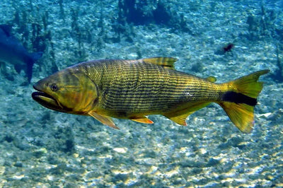 Dorado (Mahi)