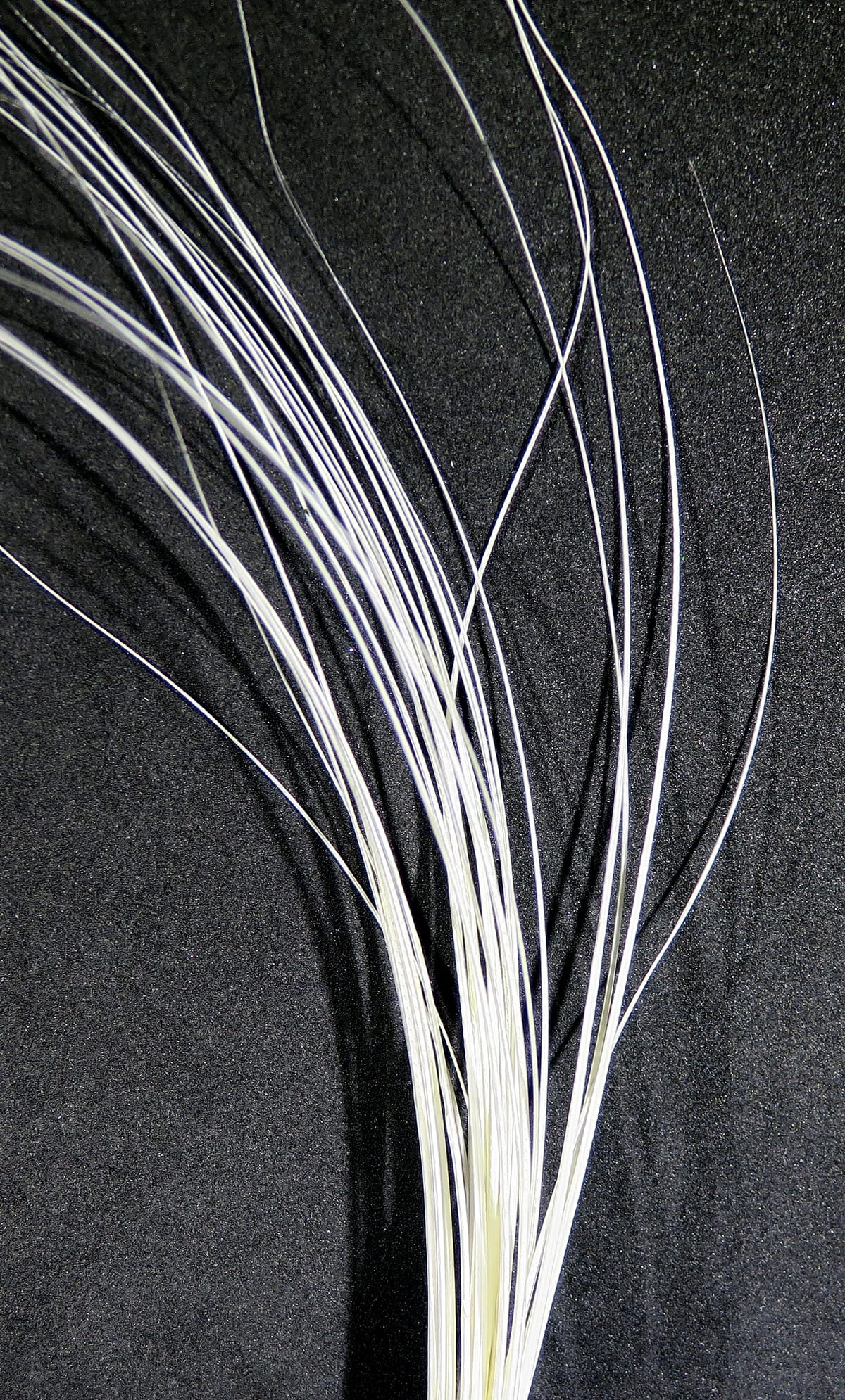 White quill body strands for fly tying, thin flexible tapered quills with subtle sheen on black background