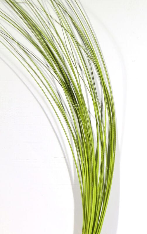 Olive green quill bodies for fly tying, long thin curved strands with darker center stripe