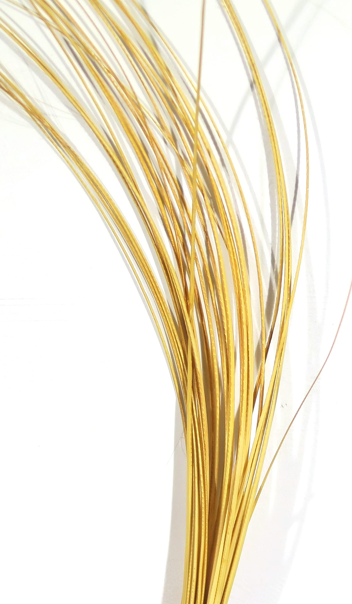 Tan-gold quill body strands for fly tying, thin glossy quill fibers bundled and curved