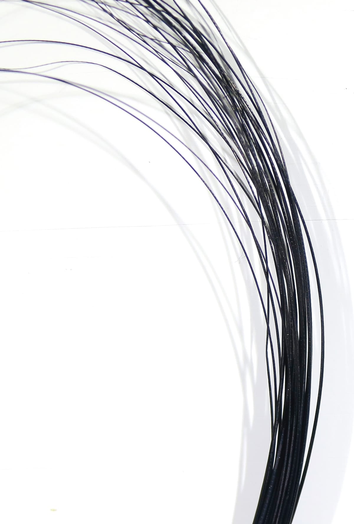 Long glossy black quill bodies for fly tying, slender curved natural quill fibers on white background