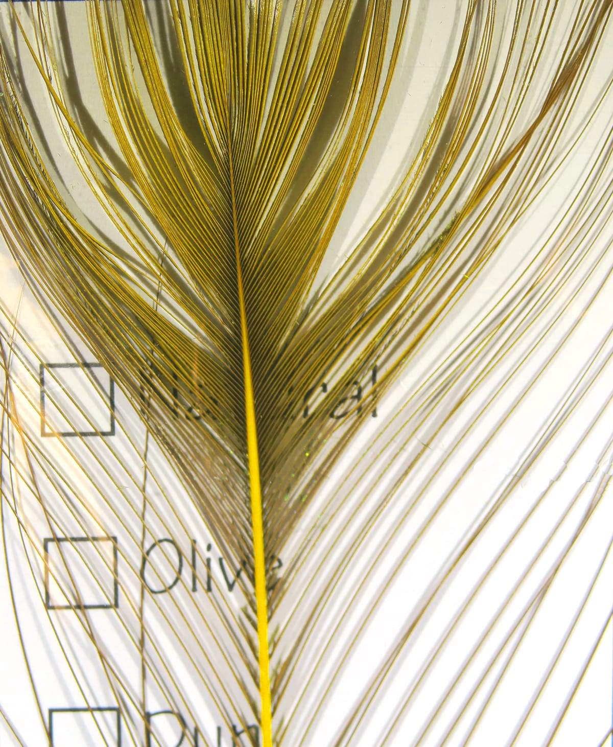 Stripped peacock eye feather with bright yellow shaft and olive-gold shimmering barbs for fly tying