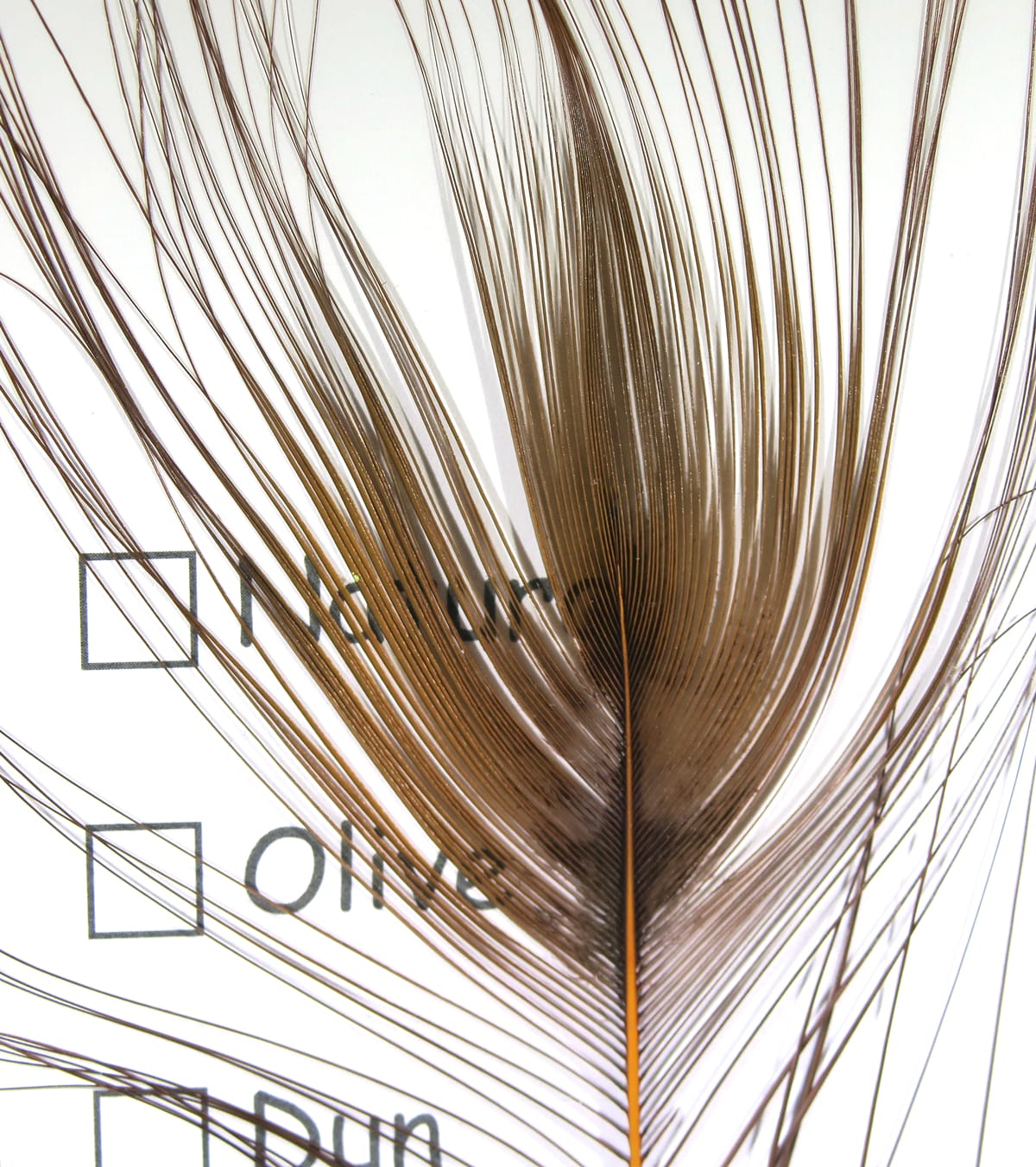 Stripped brown peacock eye feather with long narrow barbs and exposed quill for fly tying