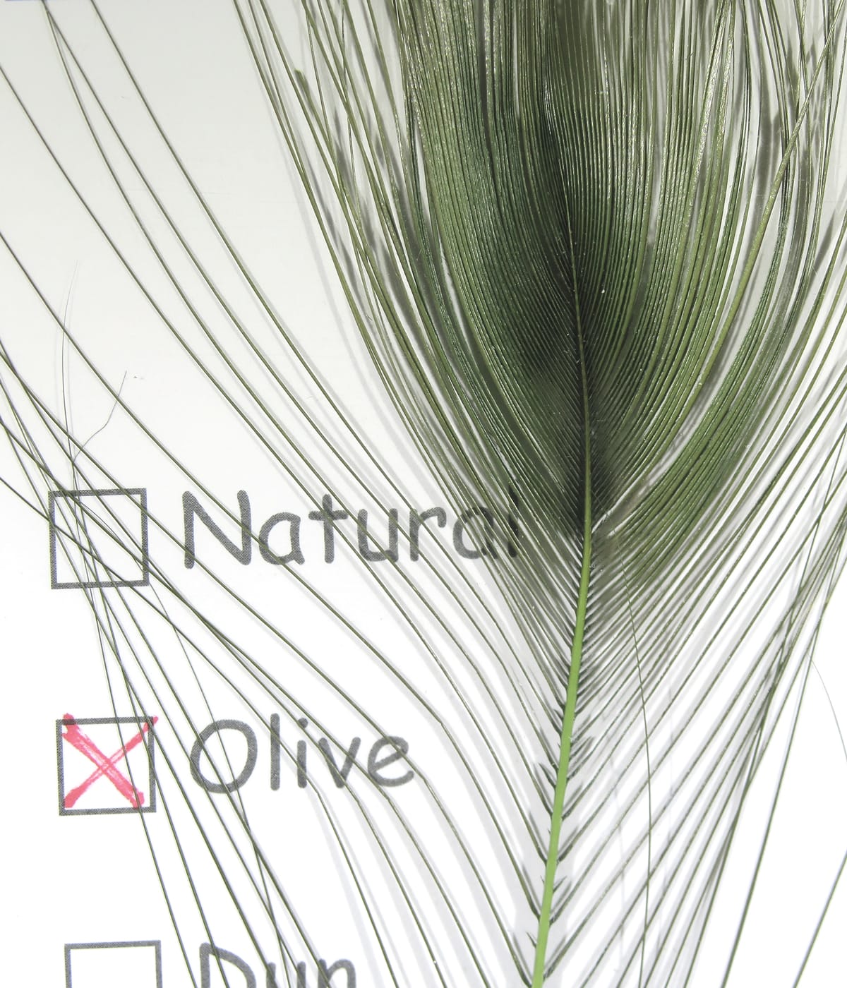 Olive-green stripped peacock eye feather with long thin barbs and central pale quill for fly tying