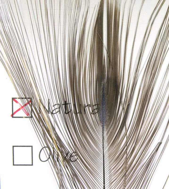 Stripped peacock eye fly tying feather with long tan-golden barbs and iridescent blue-green center