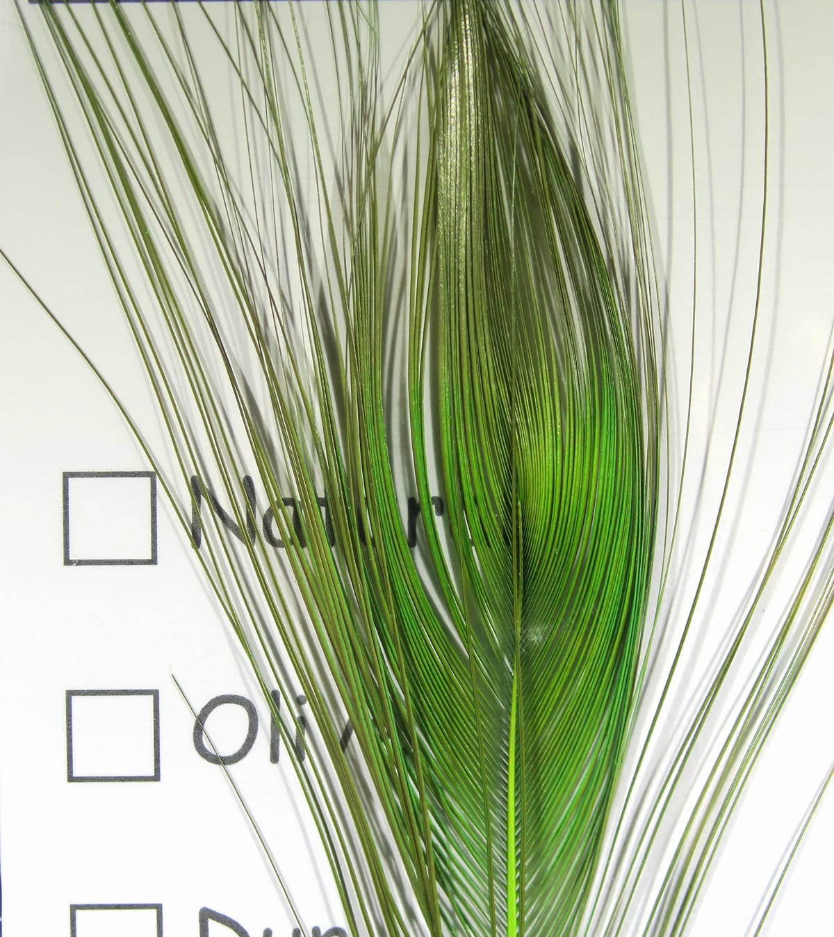 Stripped peacock eye feather in iridescent green with long fine barbs for fly tying