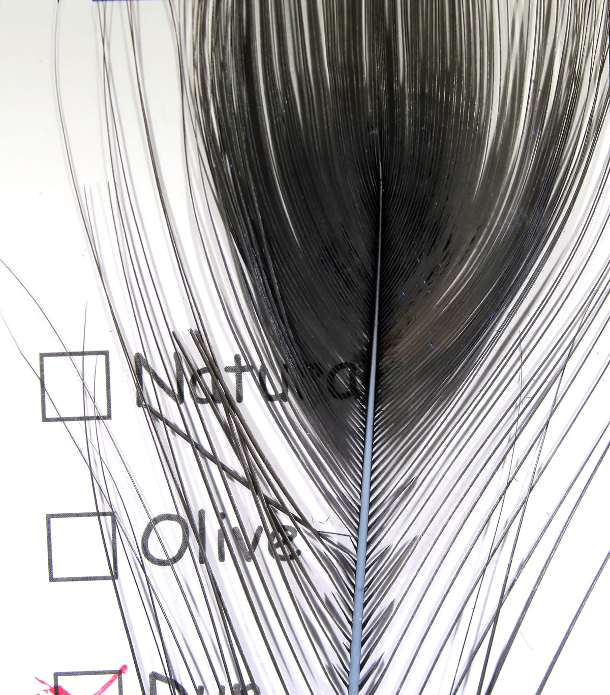 Stripped peacock eye feather, dark gray-black with thin glossy barbs and pale central quill, fly tying material