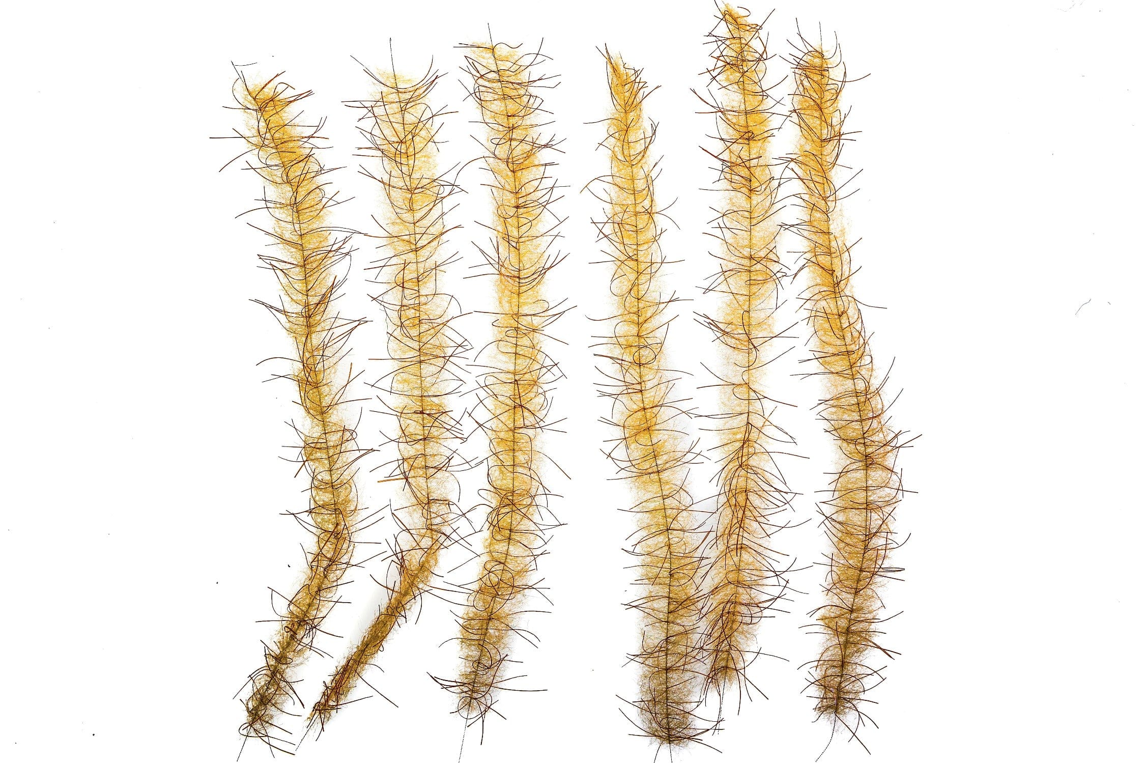 Enrico Puglisi Tarantula Hairy Legs Brush