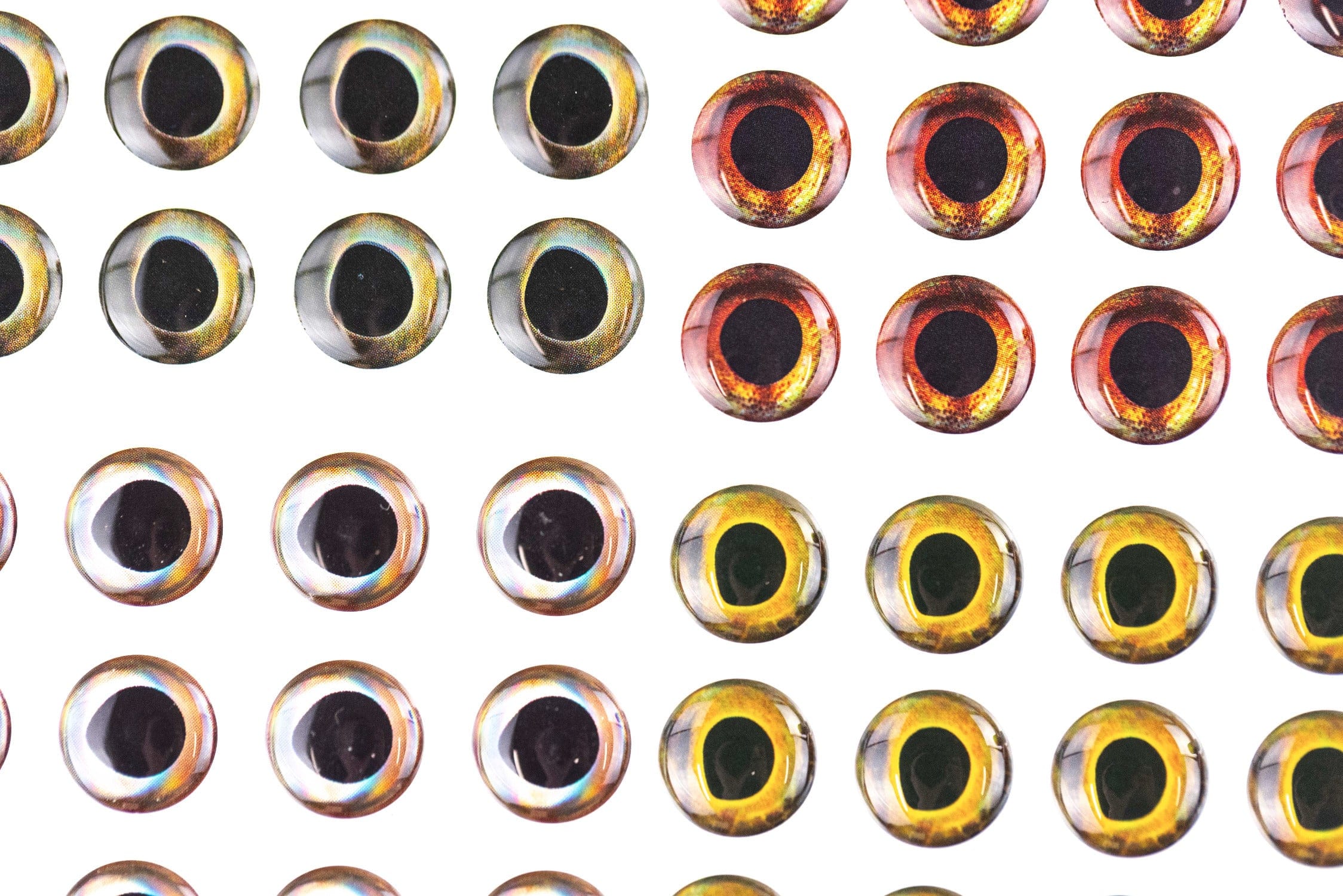 Fish-Skull living eyes for fly tying, glossy domed resin eyes with black centers and iridescent gold-amber-green rings