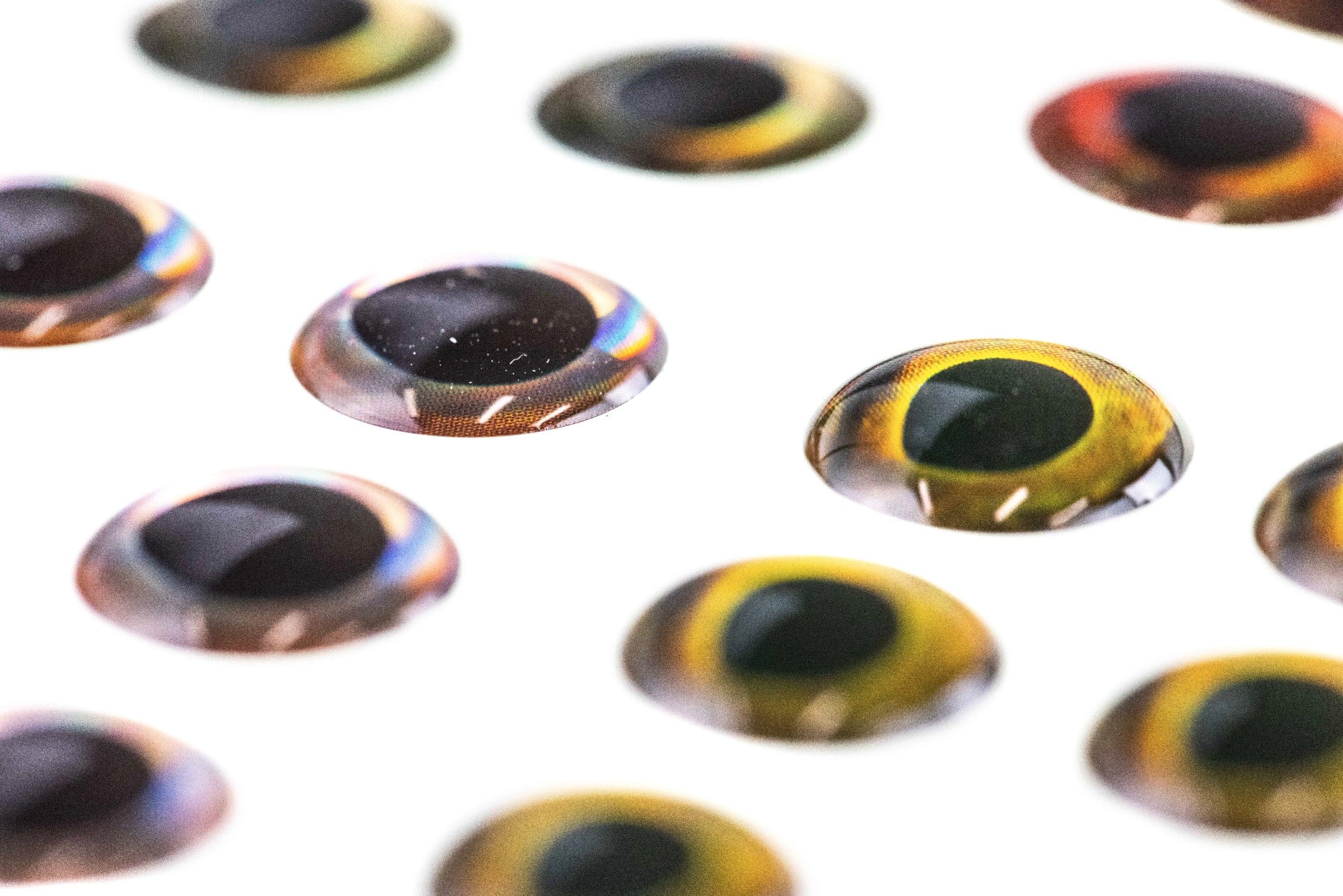 Domed Fish-Skull living eyes with glossy black pupils and iridescent yellow-green amber rings on white backing for fly tying