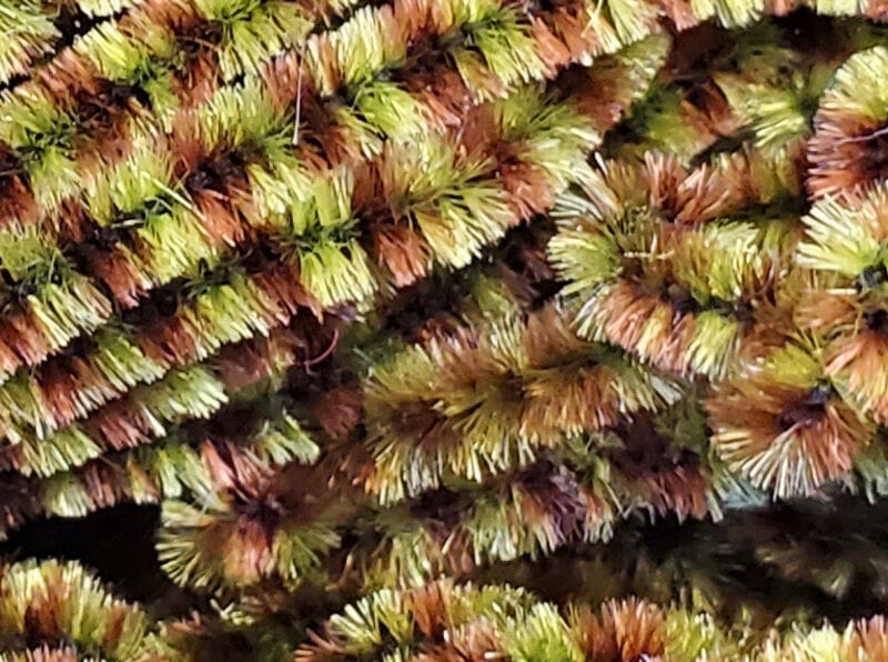 Olive green and brown fuzzy synthetic stonefly chenille bundles with dense bristles for fly tying
