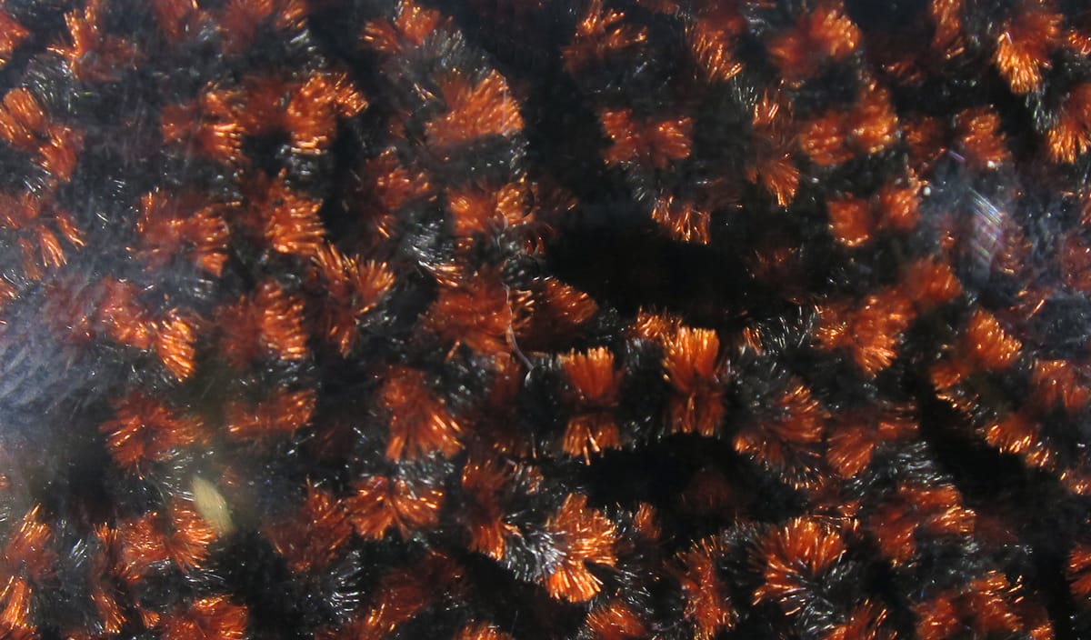 Close-up black and copper stonefly chenille with metallic orange tufts for fly tying