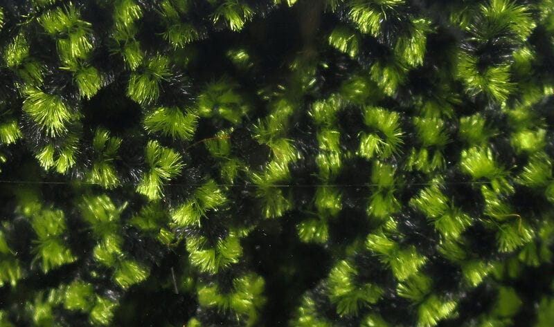 Macro view of Fly Fish Food Stonefly chenille with chartreuse-green and black tufted synthetic fibers for fly tying