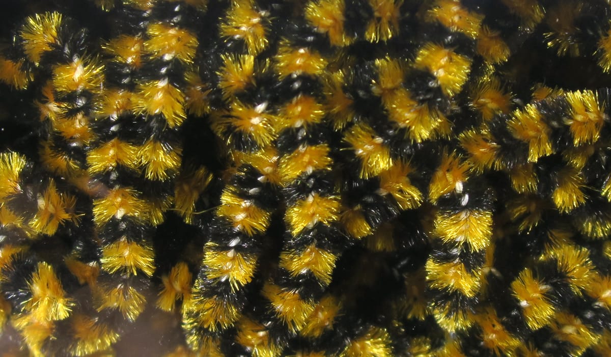 Black and gold stonefly chenille with fuzzy metallic tinsel segments, dense fibers for fly tying