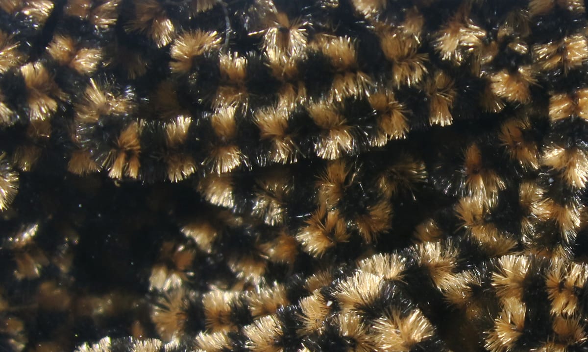Black and tan stonefly chenille with gold-bronze bristled fibers, plush fly tying material