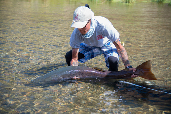 Angler holding large silver fish in shallow river water during fly fishing adventure trip