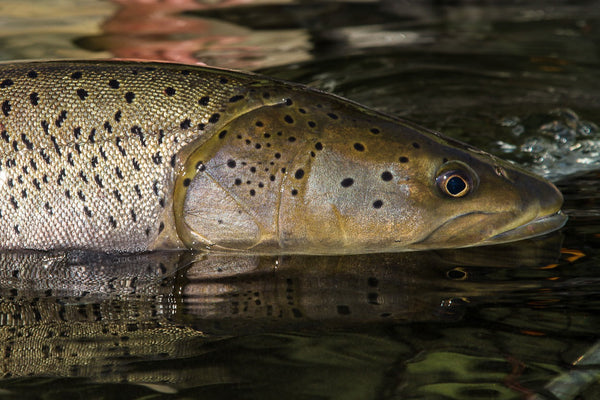 Brown trout with spotted markings swimming in clear water, showcasing natural coloring and detail for Trident Headwaters