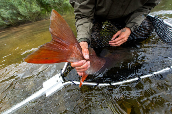 Angler holding brown trout with red fins during fly fishing expedition in stream with net
