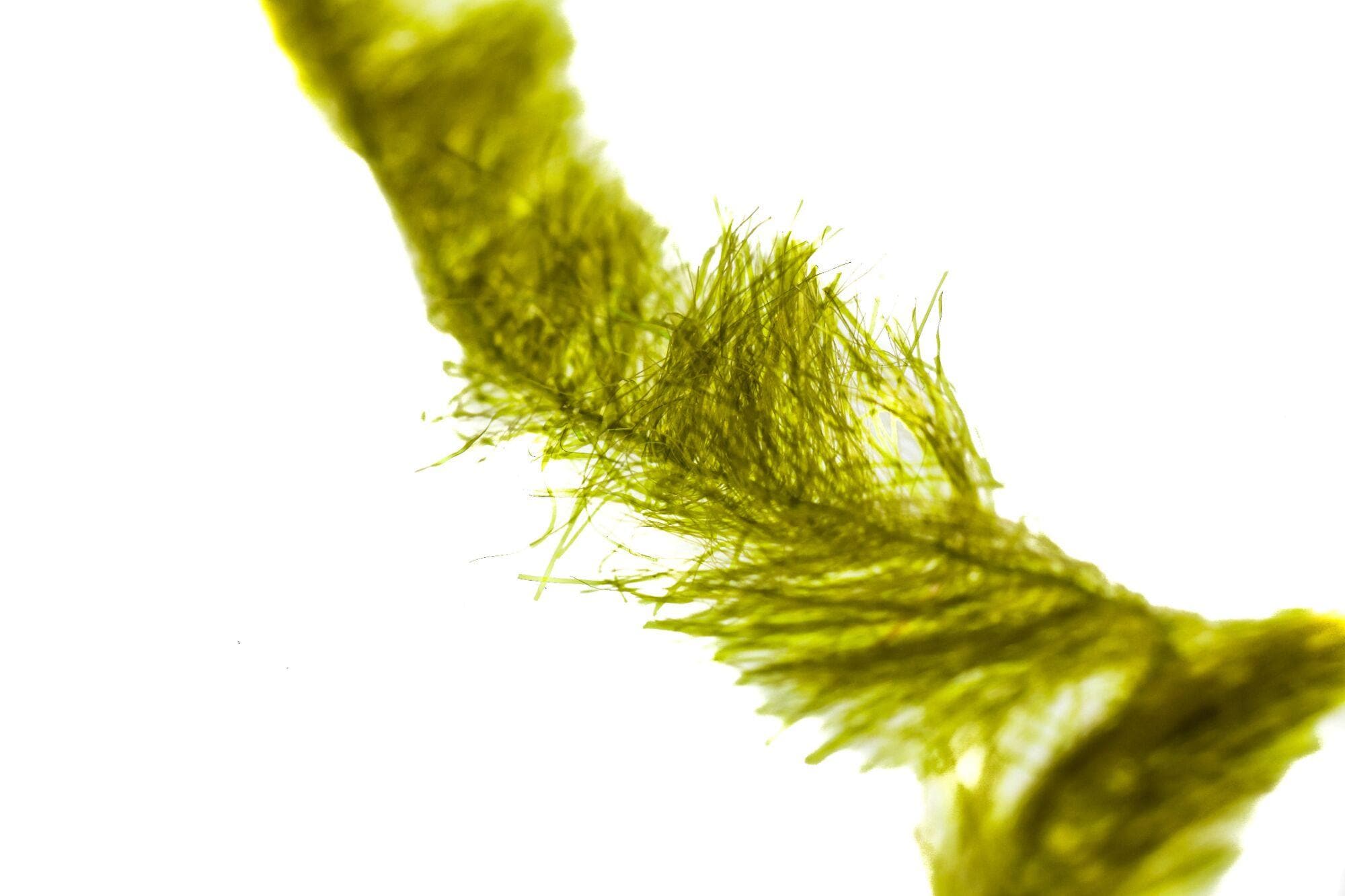 Chocklett's Finesse Body Chenille