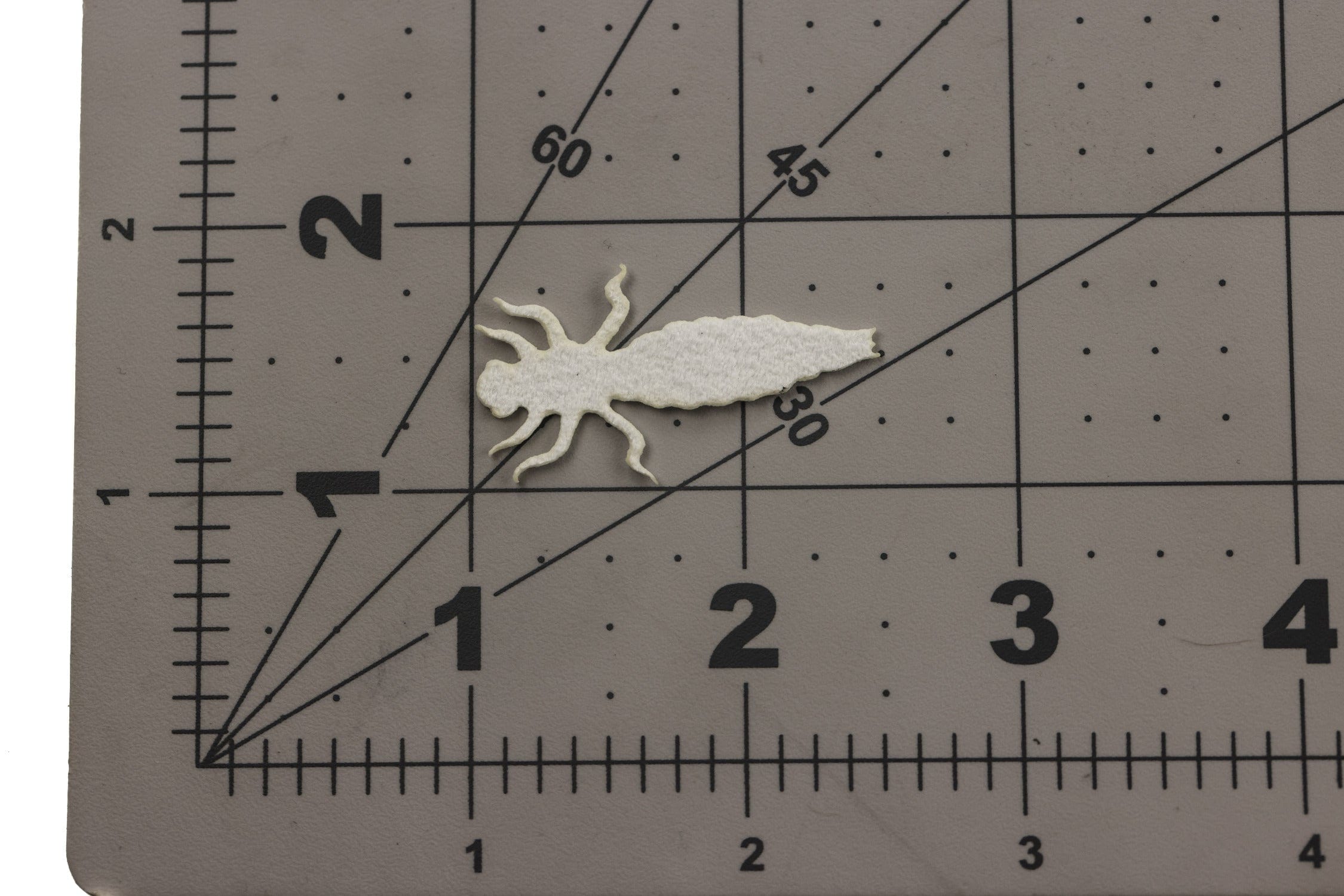 Cohen's Dragonfly Nymph Body