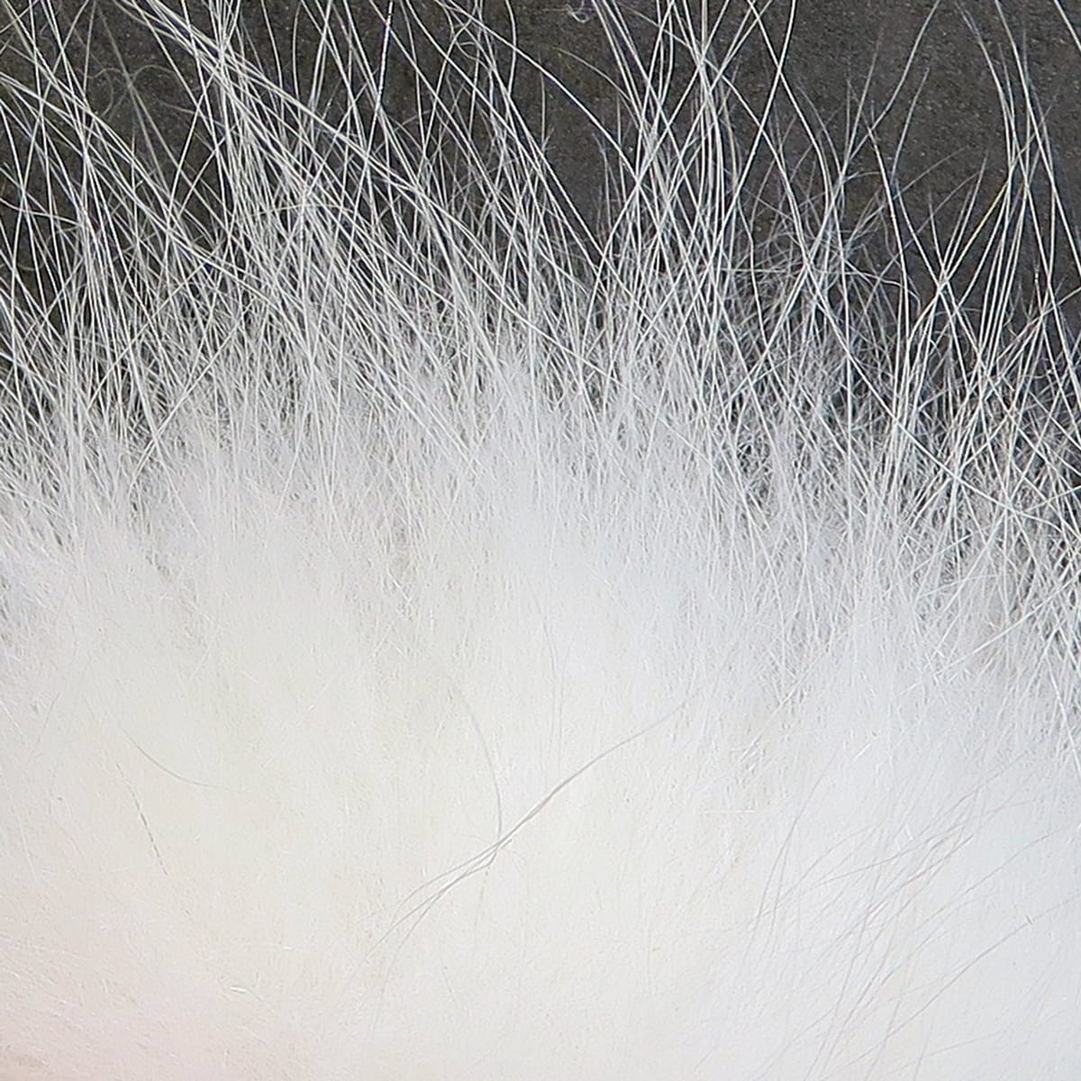 White Arctic fox hair for fly tying, soft dense underfur with long wispy guard hairs