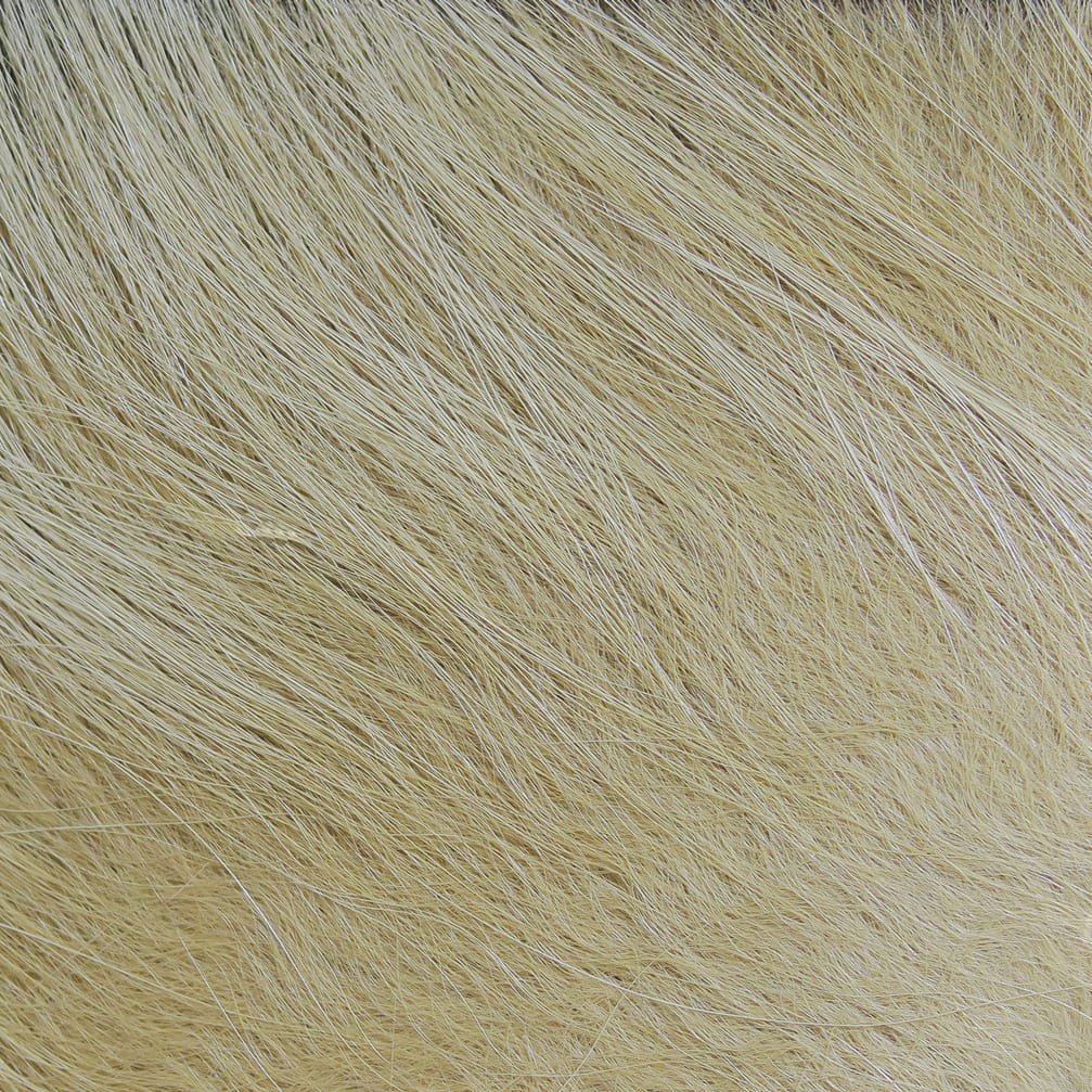 Light tan Arctic fox hair, long soft natural fur strands for fly tying, close-up texture