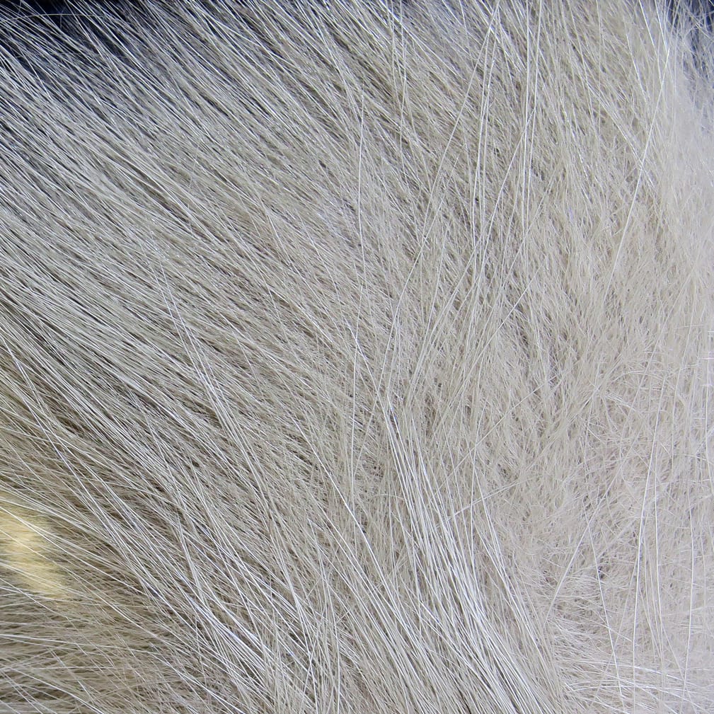 Pale silver-gray Arctic fox hair, soft long guard hairs and fine underfur bundle for fly tying