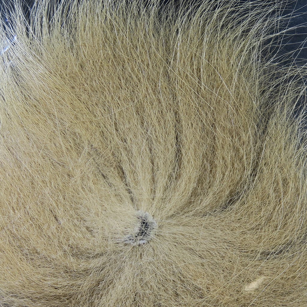 Hareline Arctic fox tail hair, pale tan bundle with long wispy fur and radial root for fly tying