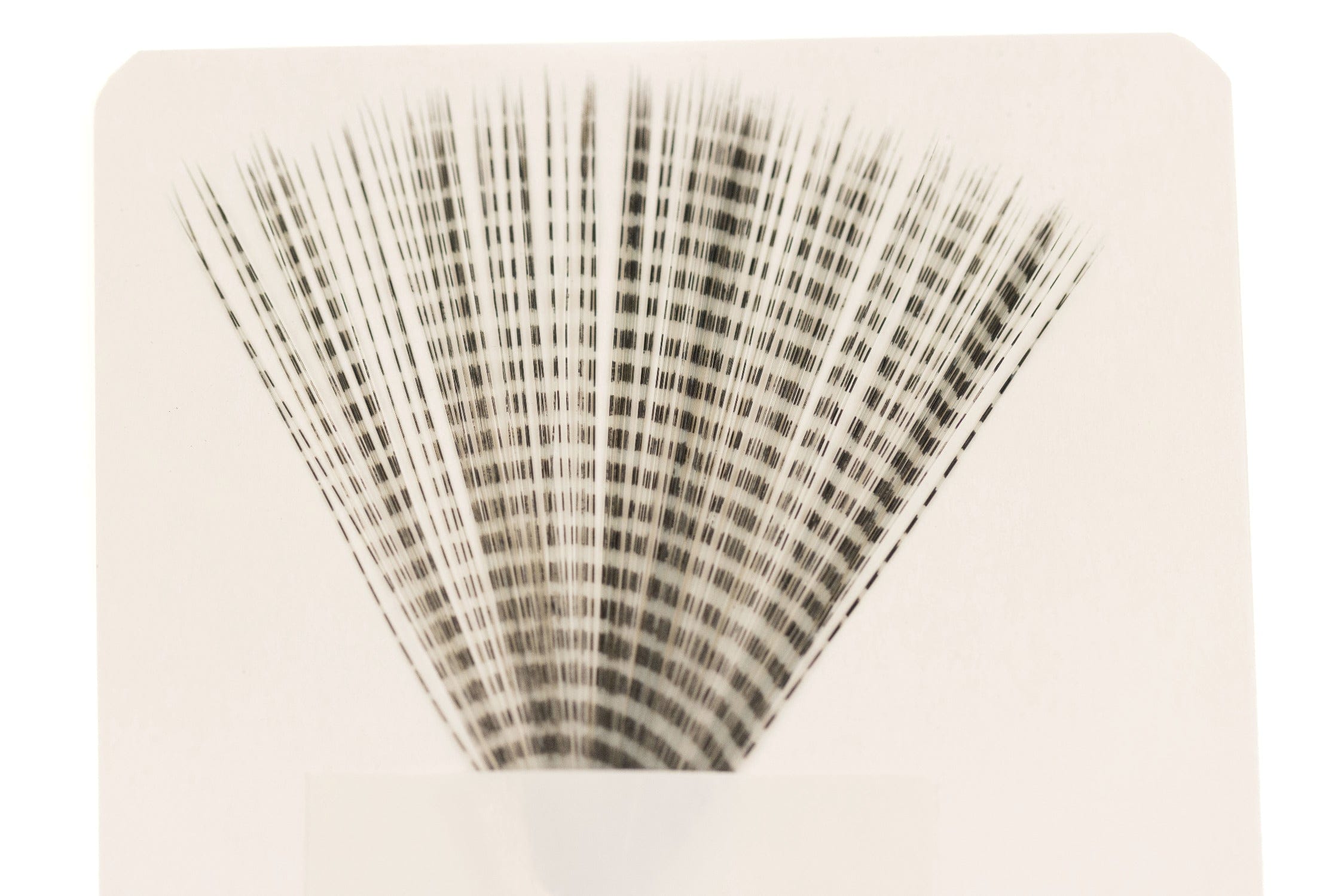 Hareline Barred Mayfly Tails
