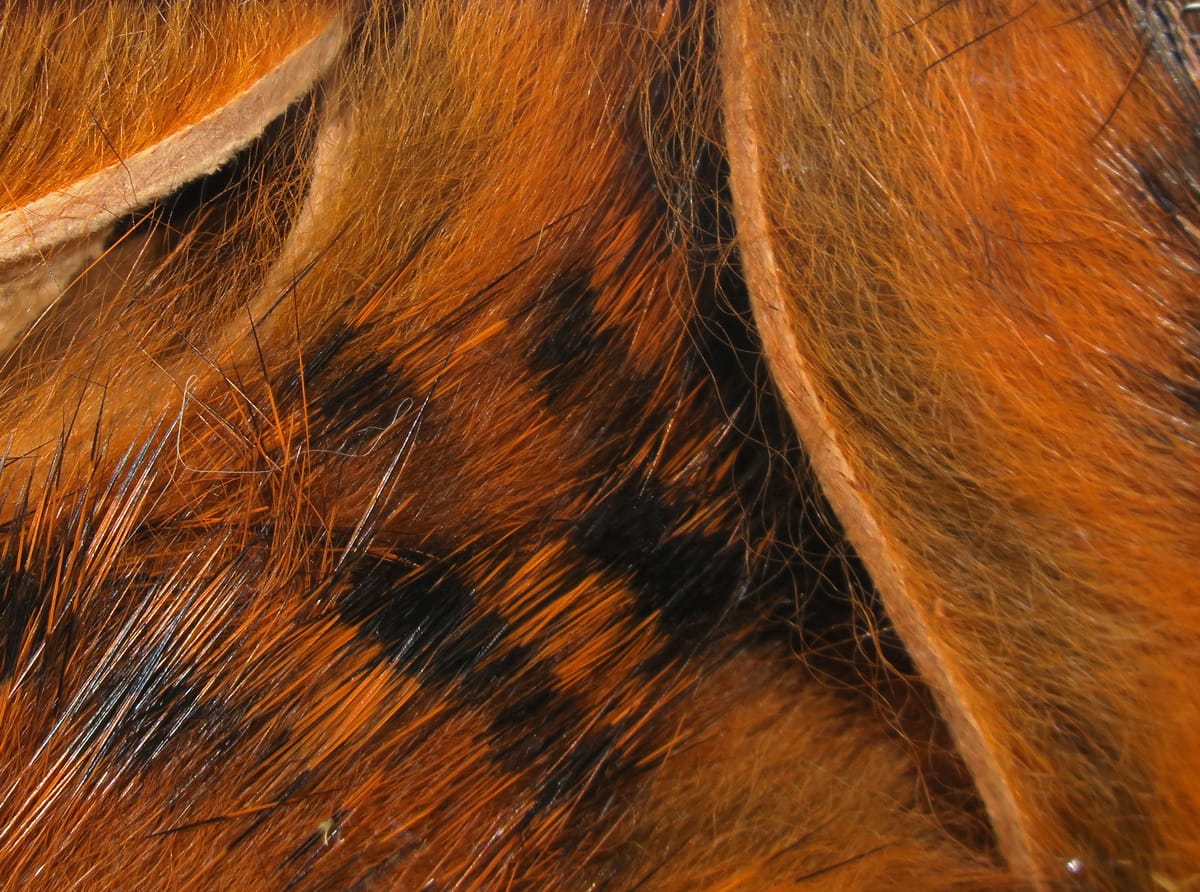 Orange-brown black-barred rabbit fur strips, glossy magnum hair with bold black bars for fly tying